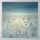 Suche nach fuchs schnee poster Wild