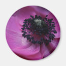 Suche nach anemonen magnete Natur