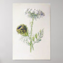 Suche nach königin anne poster Blume