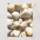 Suche nach muscheln foto postkarten Sommer