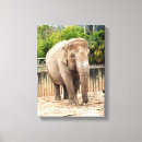 Suche nach indischer elefant leinwandbilder Tier