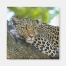 Suche nach wilde katzen magnete Safari