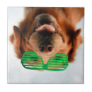 Suche nach lustige bilder fliesen Tiere
