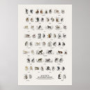 Suche nach affe poster Wildtiere