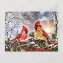 Suche nach weihnachtsbeeren postkarten Heilige beere