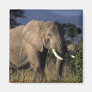 Suche nach afrikanischer elefant magnete Baum