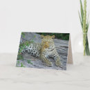 Suche nach wildes afrika karten Leopard
