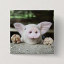 Suche nach schwein buttons Natur