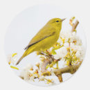 Suche nach trällerer Singvogel