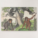 Suche nach antiquitäten poster Affe