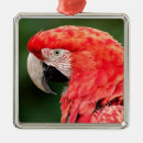 Suche nach ara ornamente Vogelvogel