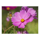 Suche nach cosmos poster Rosa