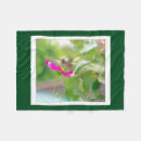 Suche nach kolibri decken Tiere