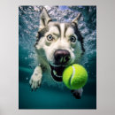 Suche nach husky poster Niedlicher hund