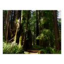 Suche nach farne poster Wald