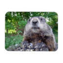 Suche nach viehzüchter magnete Tiere