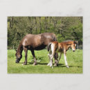 Suche nach stute und fohlen postkarten Pferde