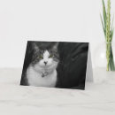 Suche nach grüne augen karten Kitty
