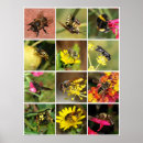 Suche nach wespen poster Biene