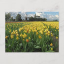Suche nach gelbe tulpen poster Blüten