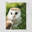 Suche nach eulen wild postkarten Niedlich