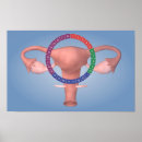 Suche nach reproduktive organe poster Sexuelle wiedergabe