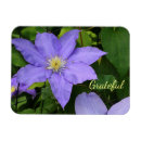 Suche nach clematis magnete Lila