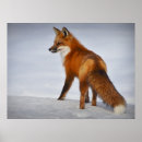 Suche nach roter fuchs poster Fotografie