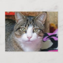 Suche nach katzengesicht postkarten Haustier