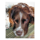 Suche nach sprungbrett poster Englisch springer spaniel