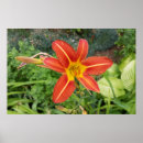 Suche nach sommerfarben poster Blume