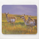 Suche nach antilope mousepads Tier