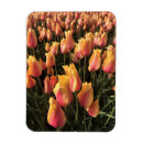 Suche nach tulpen magnete Rosa