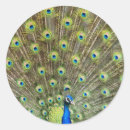Suche nach schöner vogel aufkleber Tier