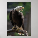 Suche nach vogel fotos poster Wild lebende tiere