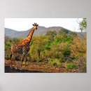 Suche nach reserve poster Südafrika