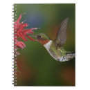 Suche nach kolibri notizbuch Flug