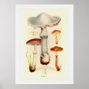 Suche nach fungi poster Toadstool