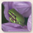 Suche nach baumfrosch untersetzer Natur