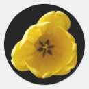 Suche nach hübsche tulpen aufkleber Schön