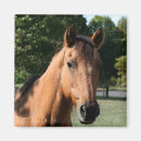 Suche nach pferdeartig magnete Fotografie