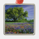 Suche nach lupinen ornamente Wiese