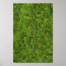 Suche nach evergreen poster Baum
