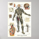 Suche nach nervenzelle poster Diagramm