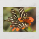 Suche nach longwing schmetterling des zebra Tierwelt