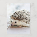 Suche nach baby igel postkarten Niedlich