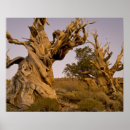 Suche nach bristlecone kiefer Kalifornien