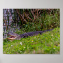 Suche nach amerikanischer alligator poster Reptil