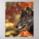 Suche nach wolf poster Hund