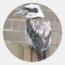Suche nach kookaburra aufkleber Königsfischer